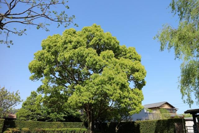 高木の伐採作業