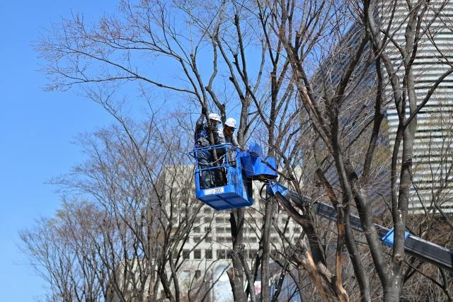 枝下ろし・特殊伐採