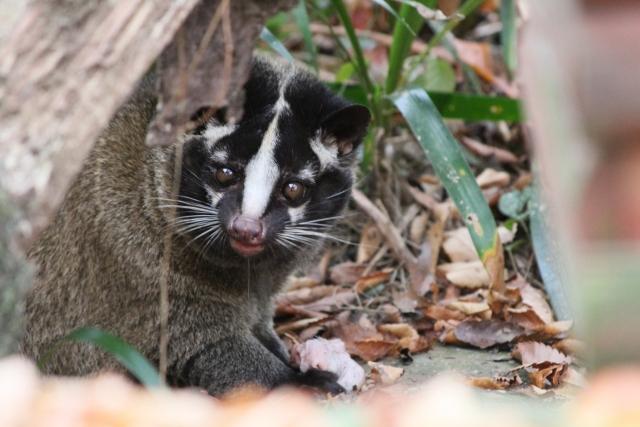 ハクビシン・イタチ駆除サービス