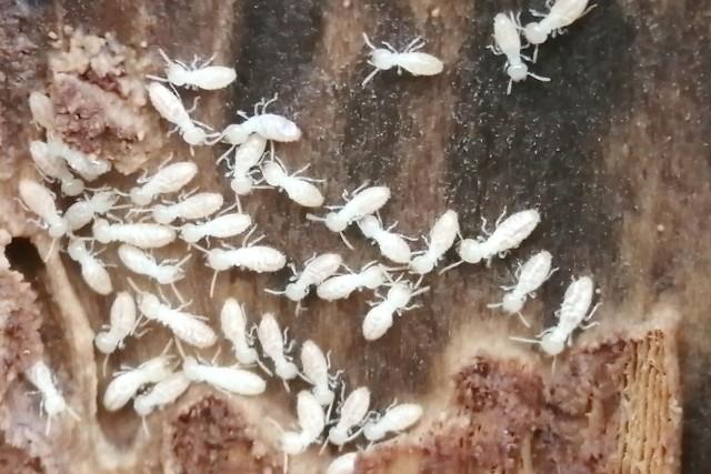 シロアリ駆除サービス