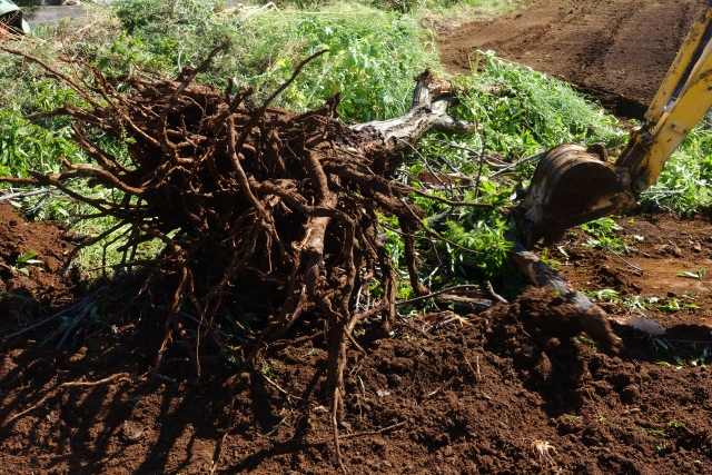 伐根・抜根作業