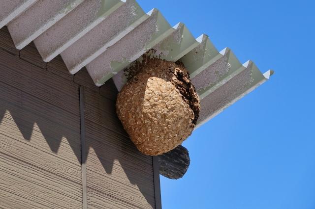 宮城県で害虫の侵入経路を調査する専門スタッフ