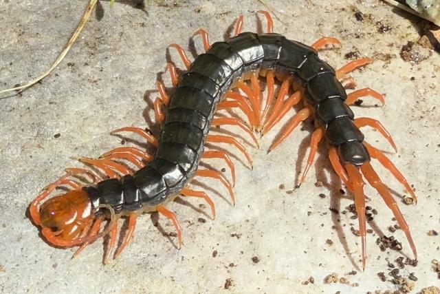 ダニ・ノミ・トコジラミなどその他の害虫駆除