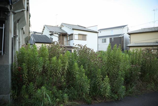 空き家の定期的な除草管理