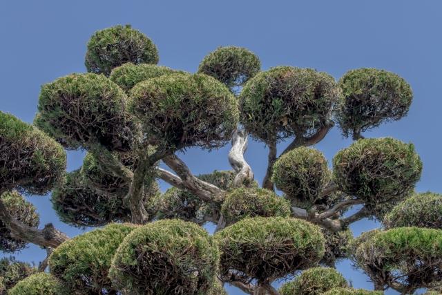 宮城県の庭木伐採・処分