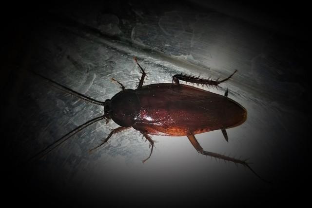 ゴキブリ駆除後の清潔な厨房