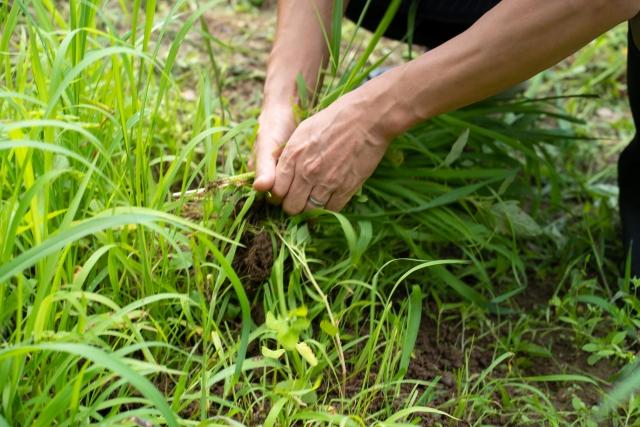 法面の草刈り作業