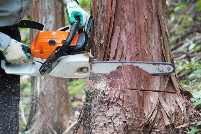 宮城県での危険な高木伐採作業