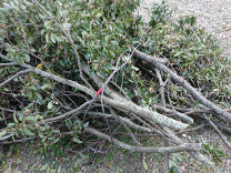 宮城県の庭木1本から対応