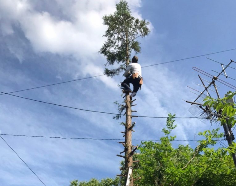 仙台市での隣家へ越境した高木の伐採